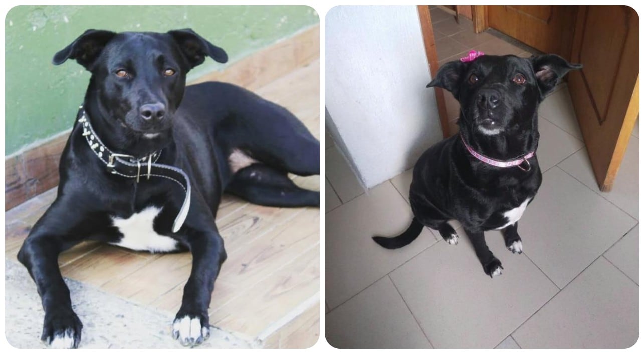 Laila, perrita perdida en el centro de la ciudad