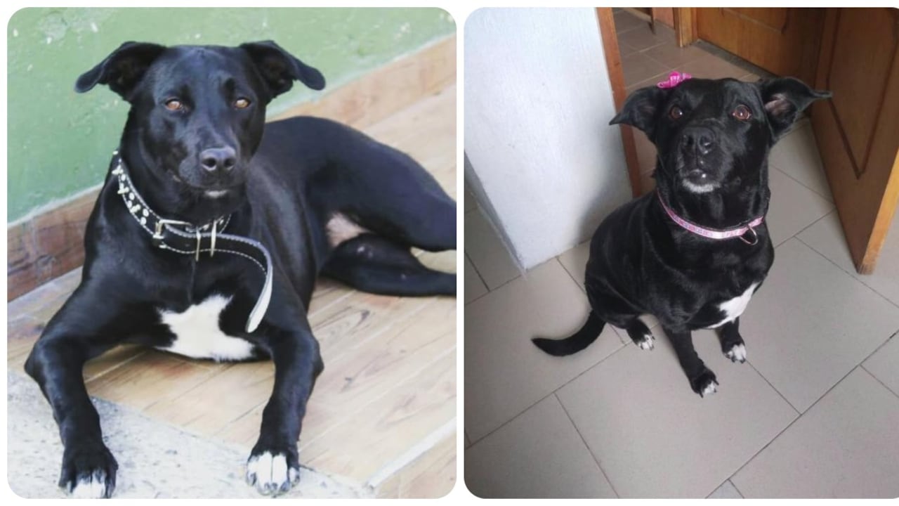 Laila, perrita perdida en el centro de la ciudad