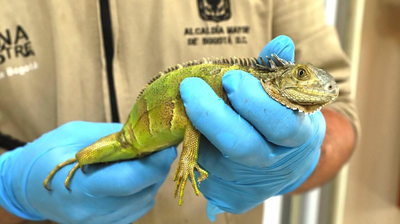 Nuevo centro de atención de fauna silvestre en Bogotá