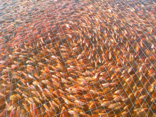 La bacteria fue encontrada en cultivos de peces Tilapia.