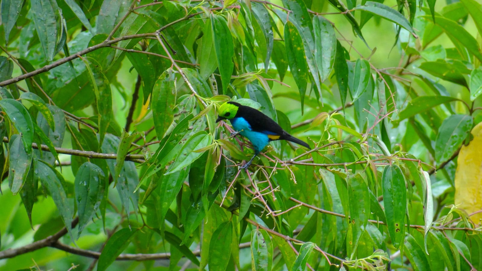 Es esencial examinar la realidad científica detrás de la muerte de aves y su impacto en el ecosistema.