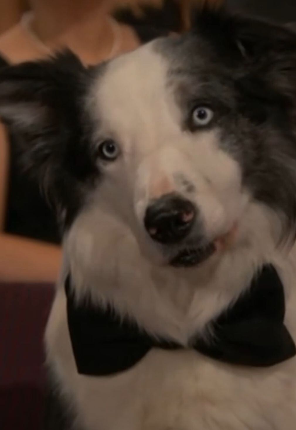 Messi, el perro, fue uno de los invitados de gala a la ceremonia de los Oscar.