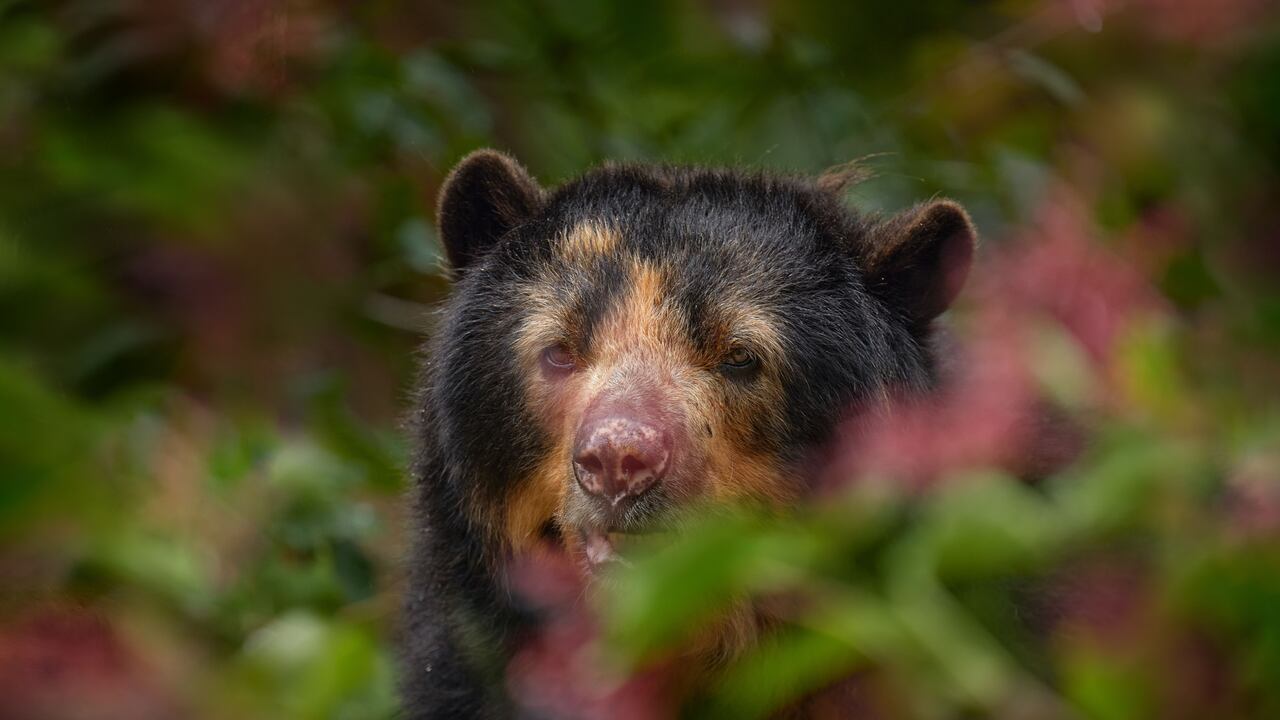 En los bosques que Smurfit Westrock protege también hay especies en riesgo de extinción como el oso andino.