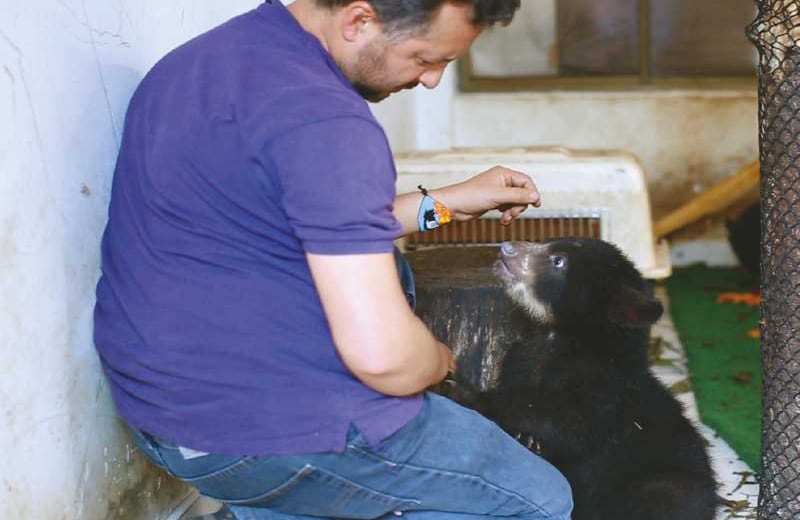 LOS ANTEOJOS DE FELICIANO - Orlando Feliciano trabaja en su gran sueño: quedarse sin trabajo. Quiere que los emblemáticos osos de anteojos, que llegan a medir hasta 1,80 metros, vivan en hábitats saludables, libres de amenazas y lo dejen sin oficio. Lidera dos centros de rehabilitación de fauna silvestre, a los que llegan animales  víctimas de cacería o decomisos. El plantígrado de color negro y manchas blancas y amarillentas únicas vive en 26 por ciento del territorio nacional, y cada vez más cerca de los humanos. Durante cinco años, Feliciano ha  diseñado un protocolo de liberación que busca ser aprobado por Parques Nacionales. Este es esencial para poder liberar exitosamente dos de estos grandes mamíferos en el Parque Natural Churumbelos. Pero su labor, como la de los otros guardianes, toca a la comunidad. Cuando la gente deje de capturar osos, cuando los deje de percibir como bestias carnívoras mientras que la mayoría de veces comen pacíficamente al lado del ganado, entonces, dirá adiós. Feliciano le ha puesto su lupa al oso de anteojos, y necesita que Colombia lo vea igual. 