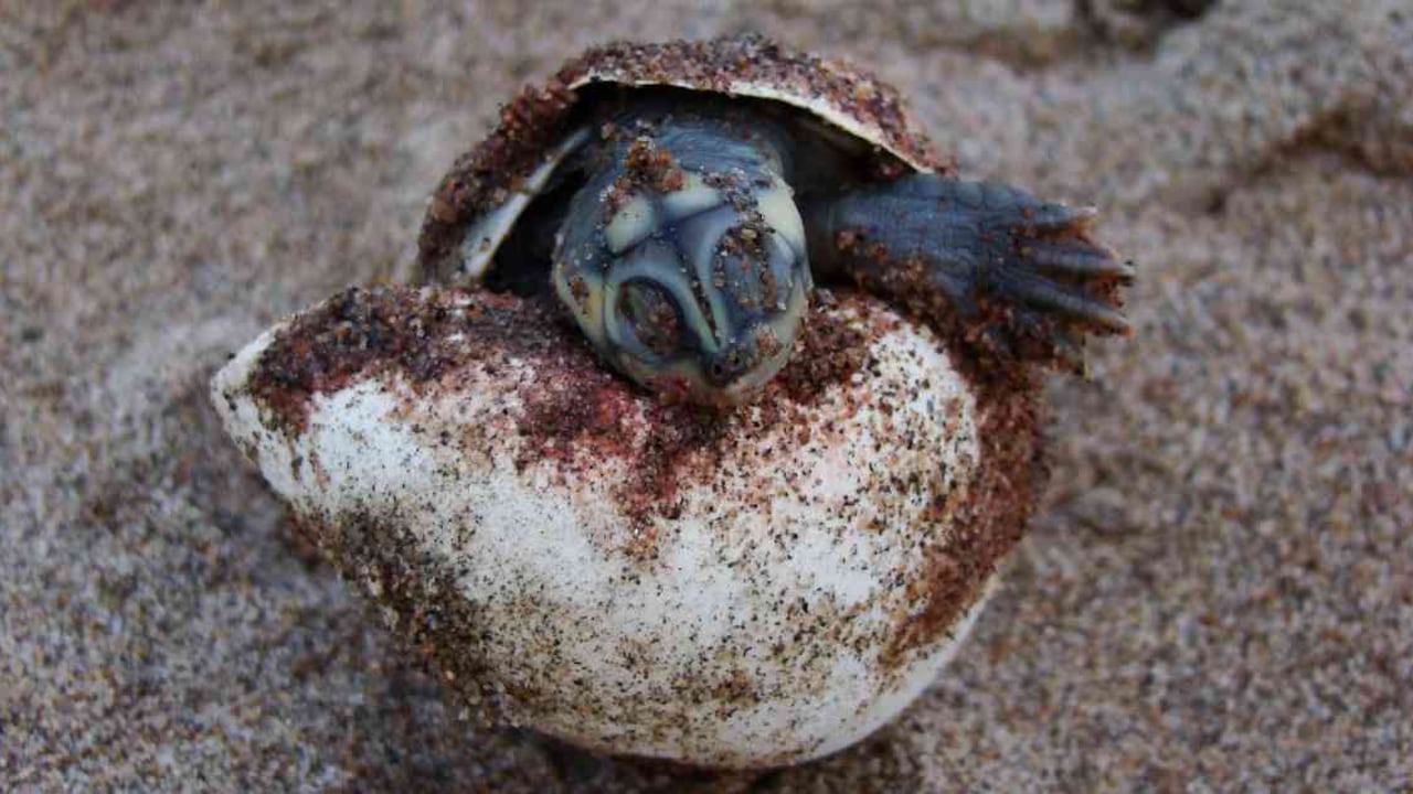 La tortuga charapa, que habita en Colombia, es una de las especies en peligro de extinción. Foto: Jeimy Cuadrado (PNN).