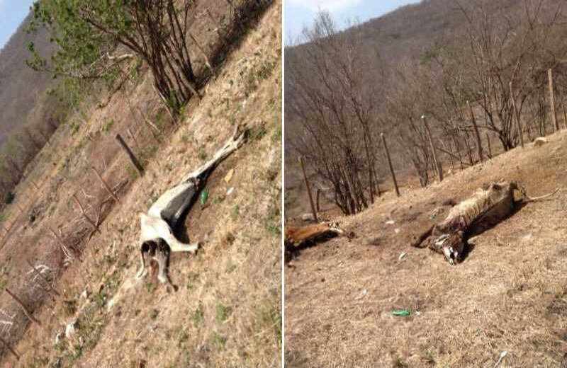 Cortesía de Contexto Ganadero