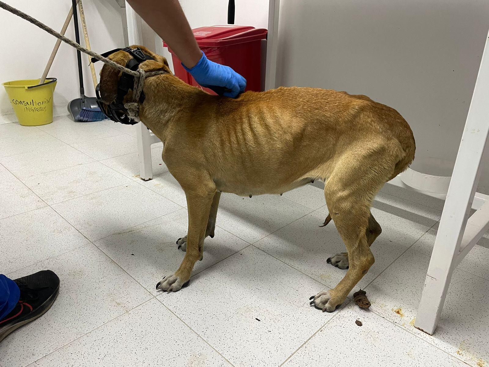 Todos los perros estaban en muy malas condiciones.