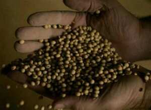 Los precios de la soja están alcanzando niveles parecidos a los de hace cuatro años, antes de que estallara la crisis económica. (AP)