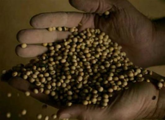 La soja tiene un alto contenido en grasas buenas, lo que hace sea un alimento altamente energético.