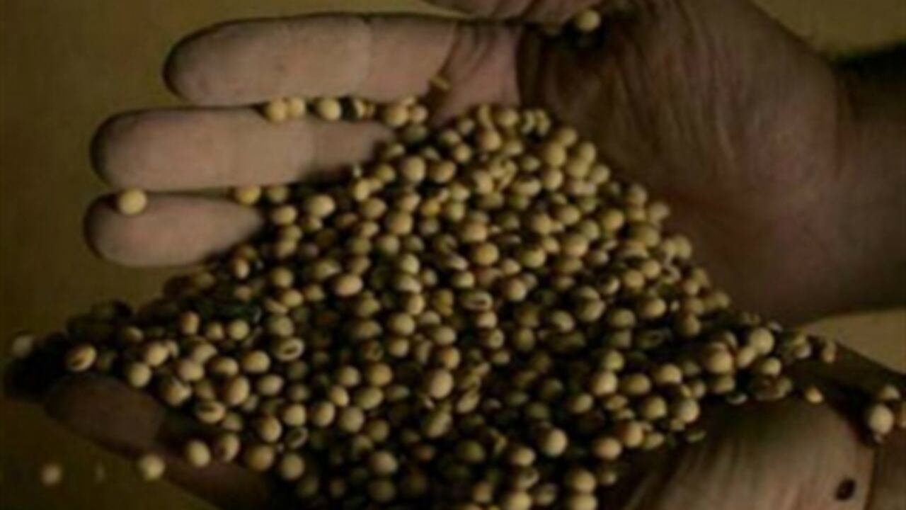 La soja tiene un alto contenido en grasas buenas, lo que hace sea un alimento altamente energético.