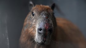 Un violento ataque contra un capibara en Brasil terminó con varios detenidos y un diagnóstico preocupante para el animal.