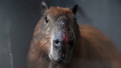 Un violento ataque contra un capibara en Brasil terminó con varios detenidos y un diagnóstico preocupante para el animal.