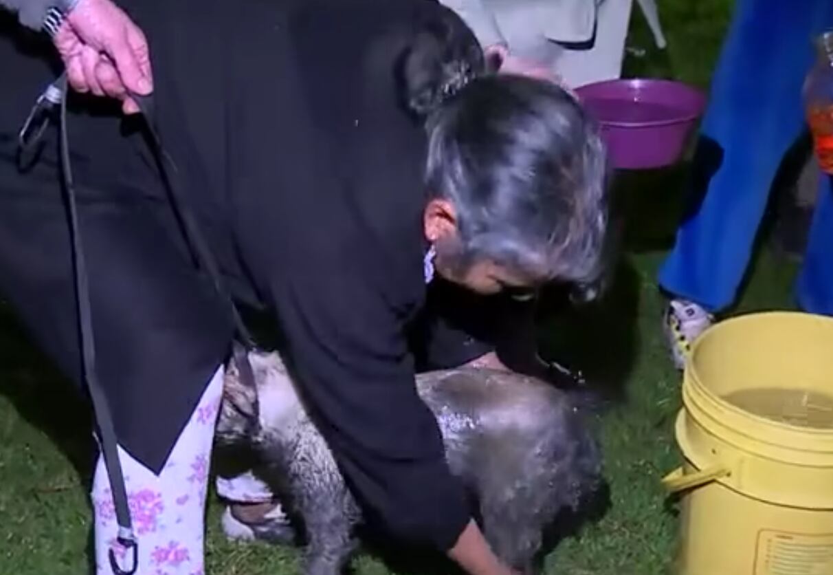 Luna, la mascota de una familia, fue una de las afectadas por el temblor.