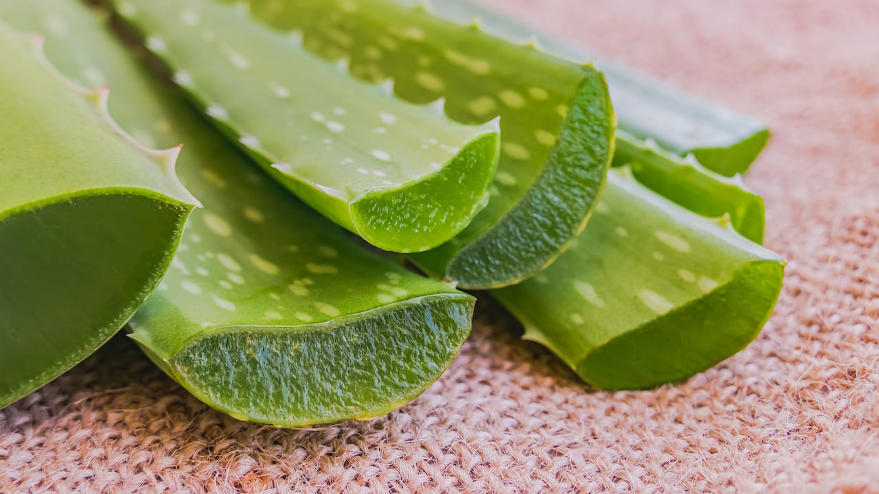 Guardar la sábila de manera adecuada en la nevera ayudará a que se preserven sus propiedades.