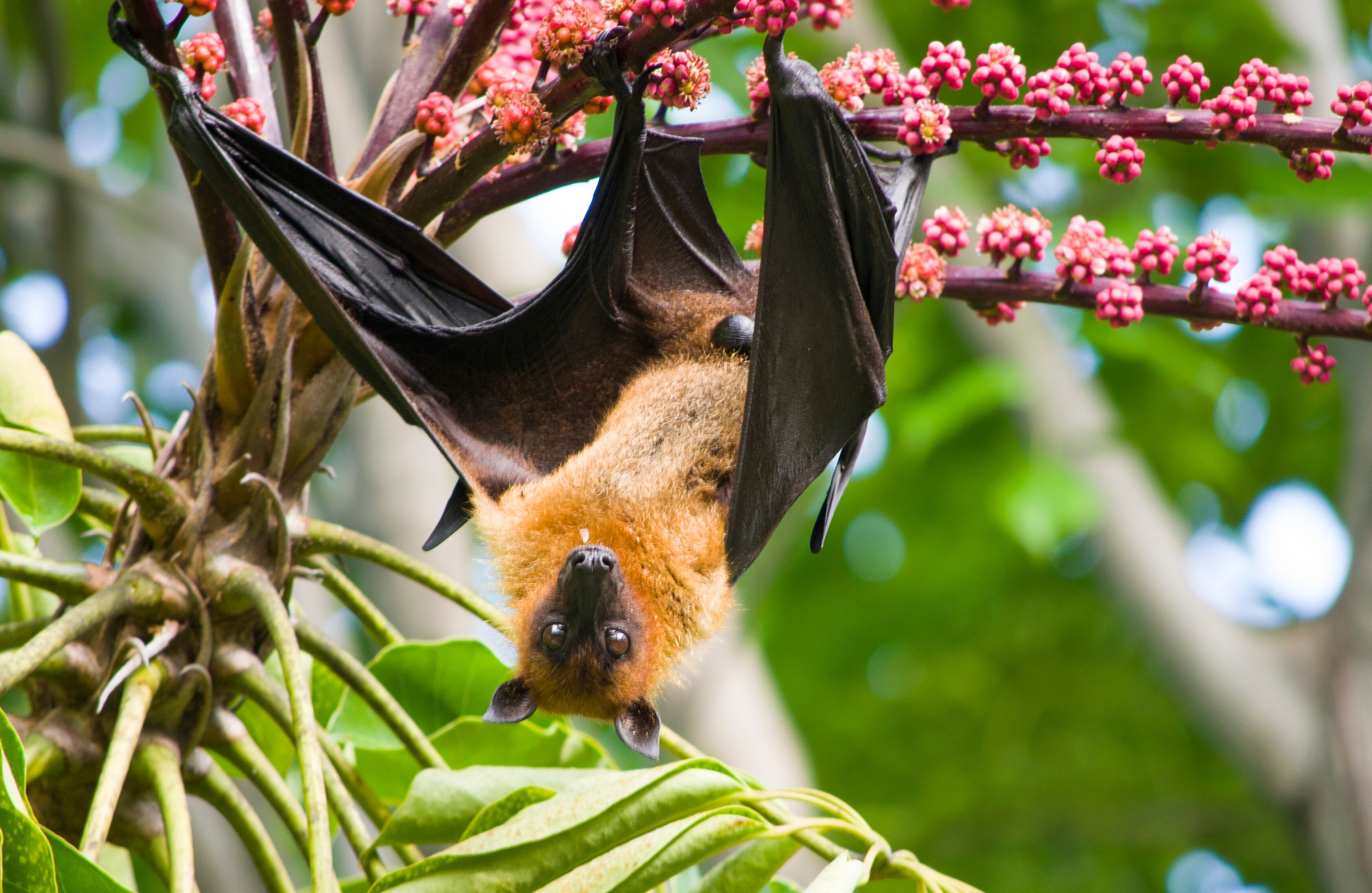 Los murciélagos que se alimentan de frutas transportan semillas de un lugar a otro. Por eso su aporte en la formación de bosques y selvas en la Amazonia es incalculable.