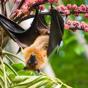Los murciélagos que se alimentan de frutas transportan semillas de un lugar a otro. Por eso su aporte en la formación de bosques y selvas en la Amazonia es incalculable.
