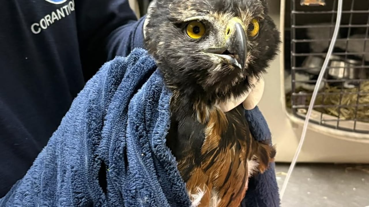Águila crestada herida.