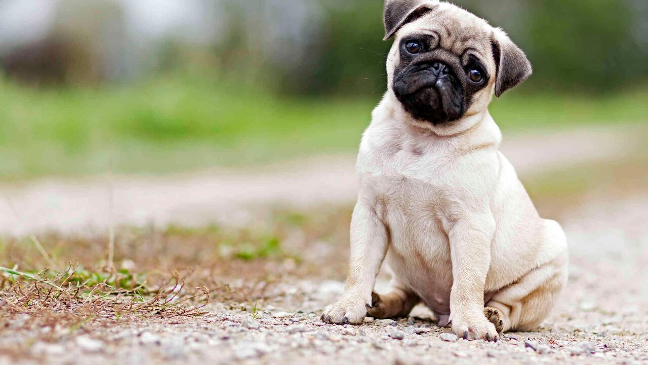 Agua limpia, fresca, y en abundante cantidad puede evitar el estreñimiento.