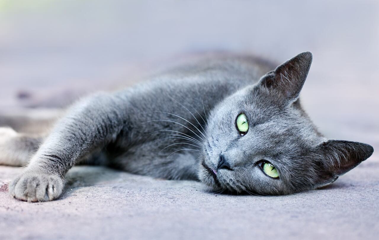 Gato Ruso Azul, reconocido por su gran pelaje