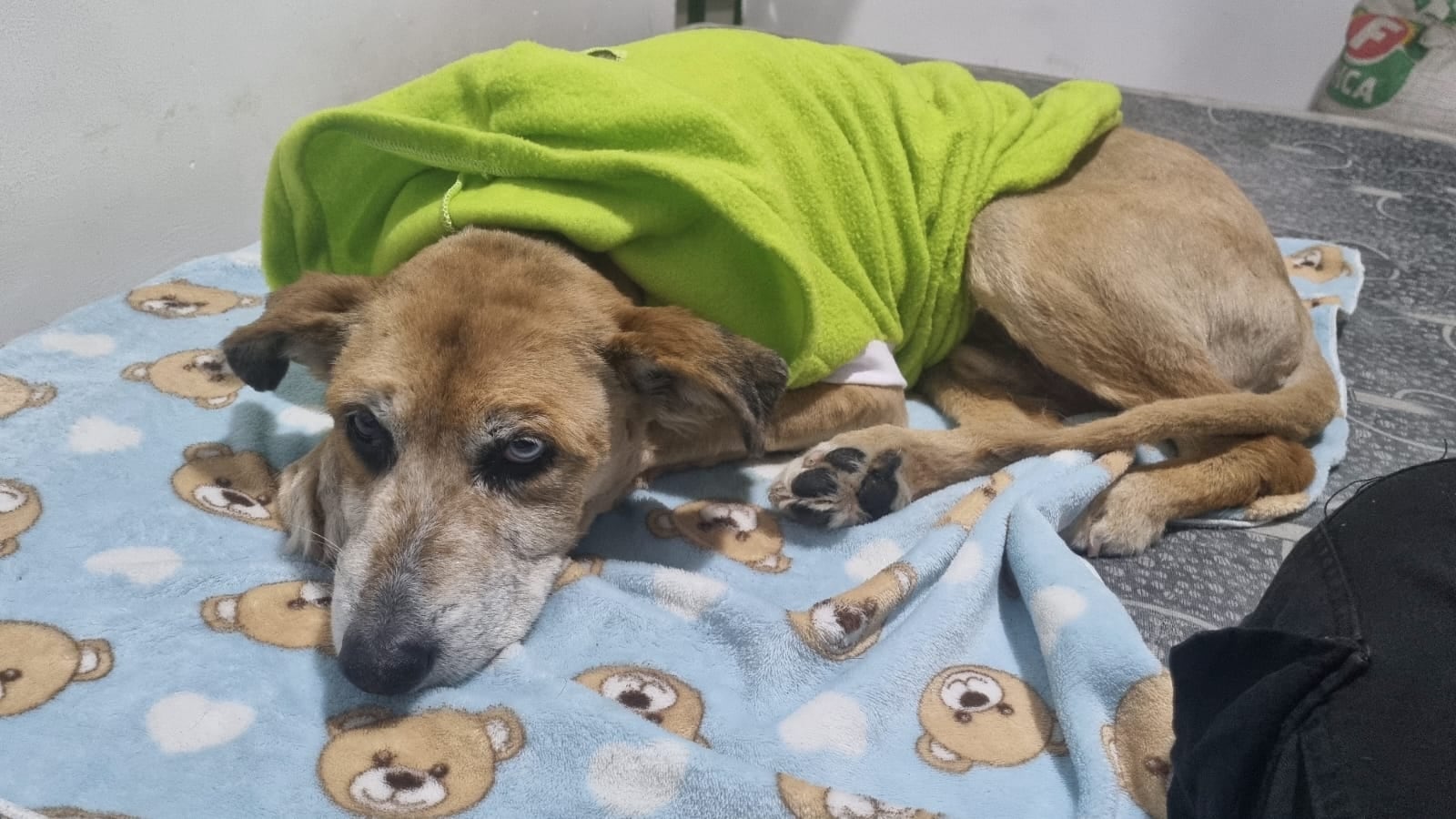 Ojo azul, ojo negro. Así podrá reconocer a Mono, un perrito mayor que está perdido.