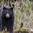 El tierno video de una osa andina junto con su osezno en el parque natural Chingaza