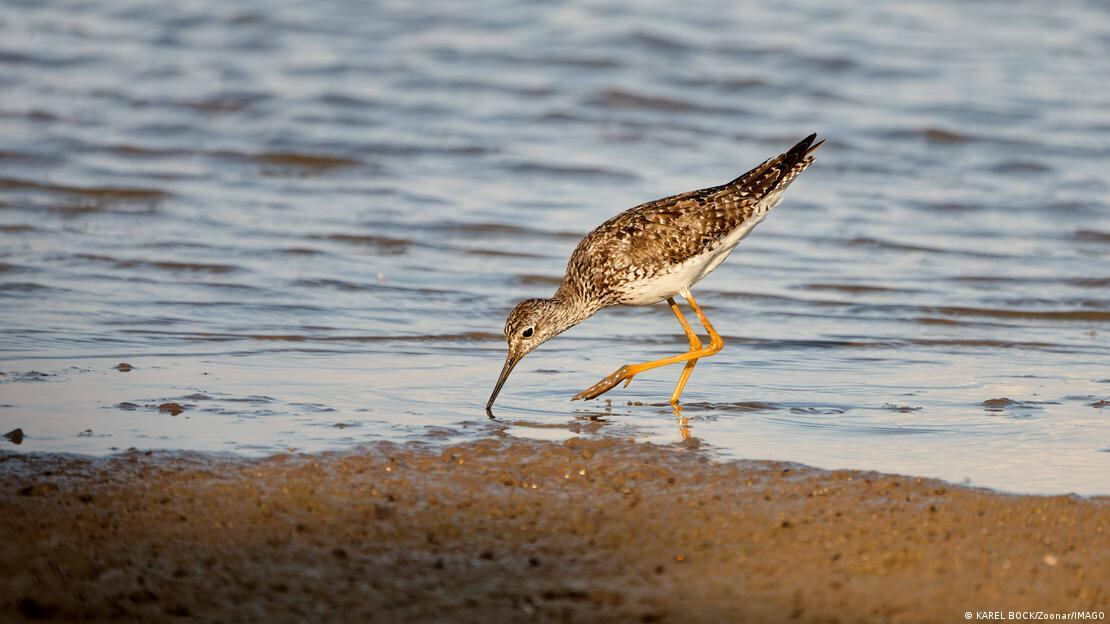 La investigación partió de un mecanismo animal que permitió replantear los límites de la percepción humana.