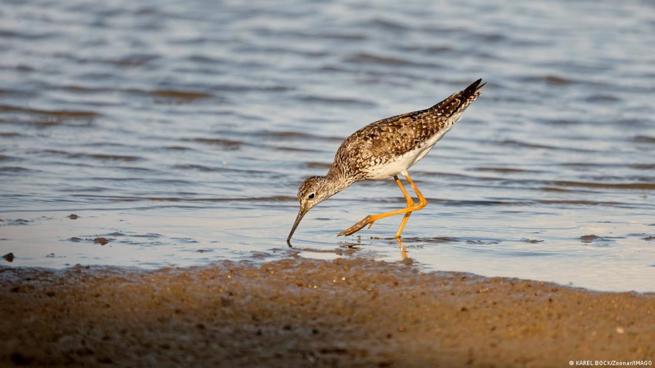 La investigación partió de un mecanismo animal que permitió replantear los límites de la percepción humana.