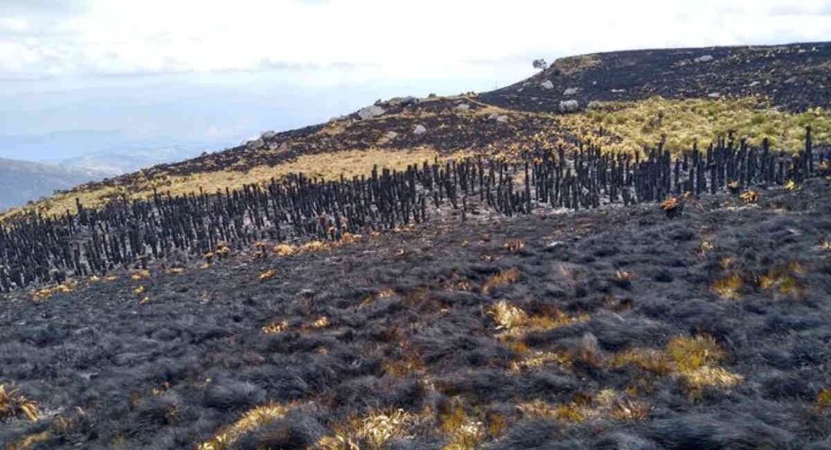 Decenas de frailejones se quemaron tras un incendio en el Páramo de Siscunsí-Oncetá. Foto tomada de @BoyacaLEinforma. 