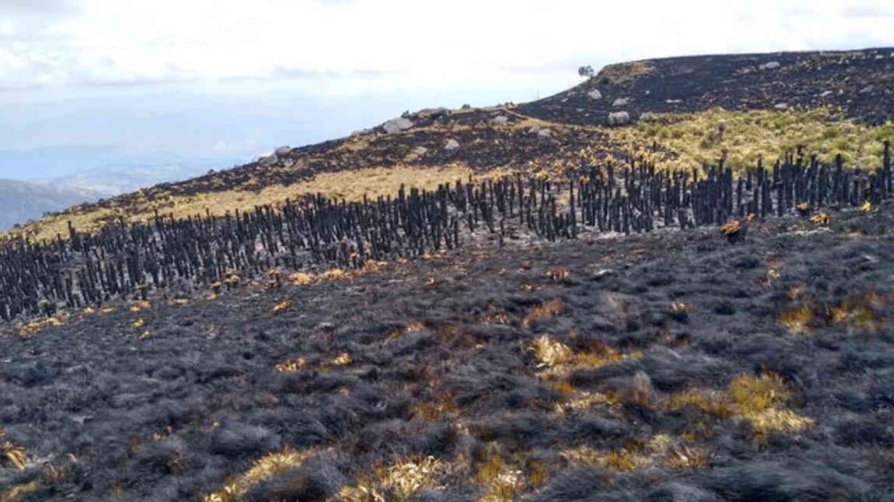 Decenas de frailejones se quemaron tras un incendio en el Páramo de Siscunsí-Oncetá. Foto tomada de @BoyacaLEinforma.