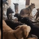 Los perros del refugio se encuentran en una situación alarmante, con el agua alcanzándoles casi hasta el hocico.