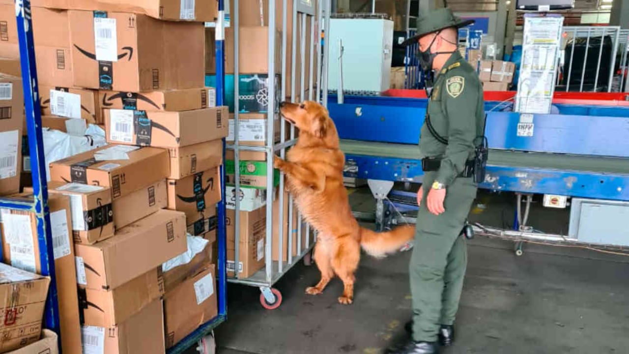 Este año, la Policía Nacional ha incautado más de 16.000 especies de animales silvestres víctimas del tráfico ilegal de fauna. Foto: Patrullero Miguel Salamanca vía WCS