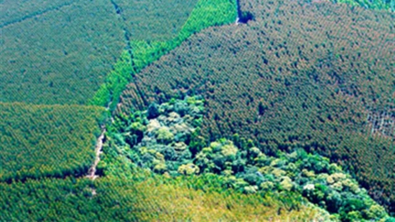 Colombia tiene cerca de 17 millones de hectáreas para reforestación industrial.