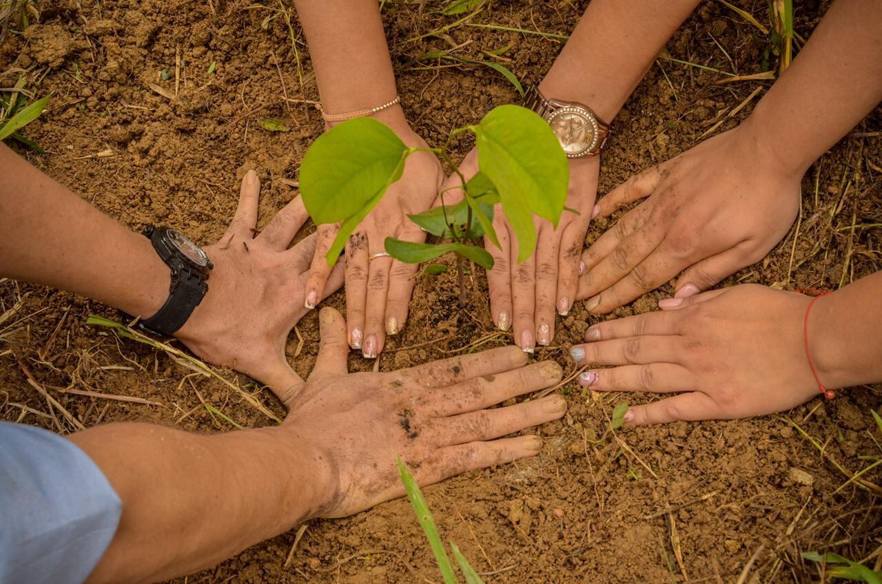 Siembra de árboles en Meta