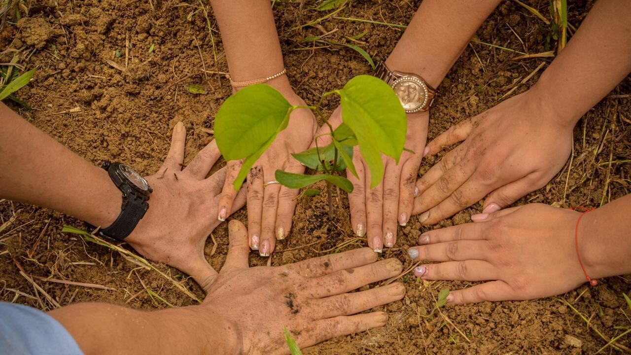 Con la campaña Abril verde proyectan sembrar más de 200.000 árboles. Foto: Cormacarena.