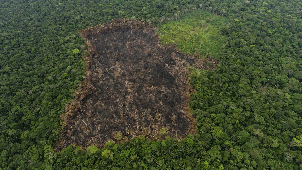 La selva amazónica es la más extensa del planeta y desempeña un papel fundamental en el sistema climático global.