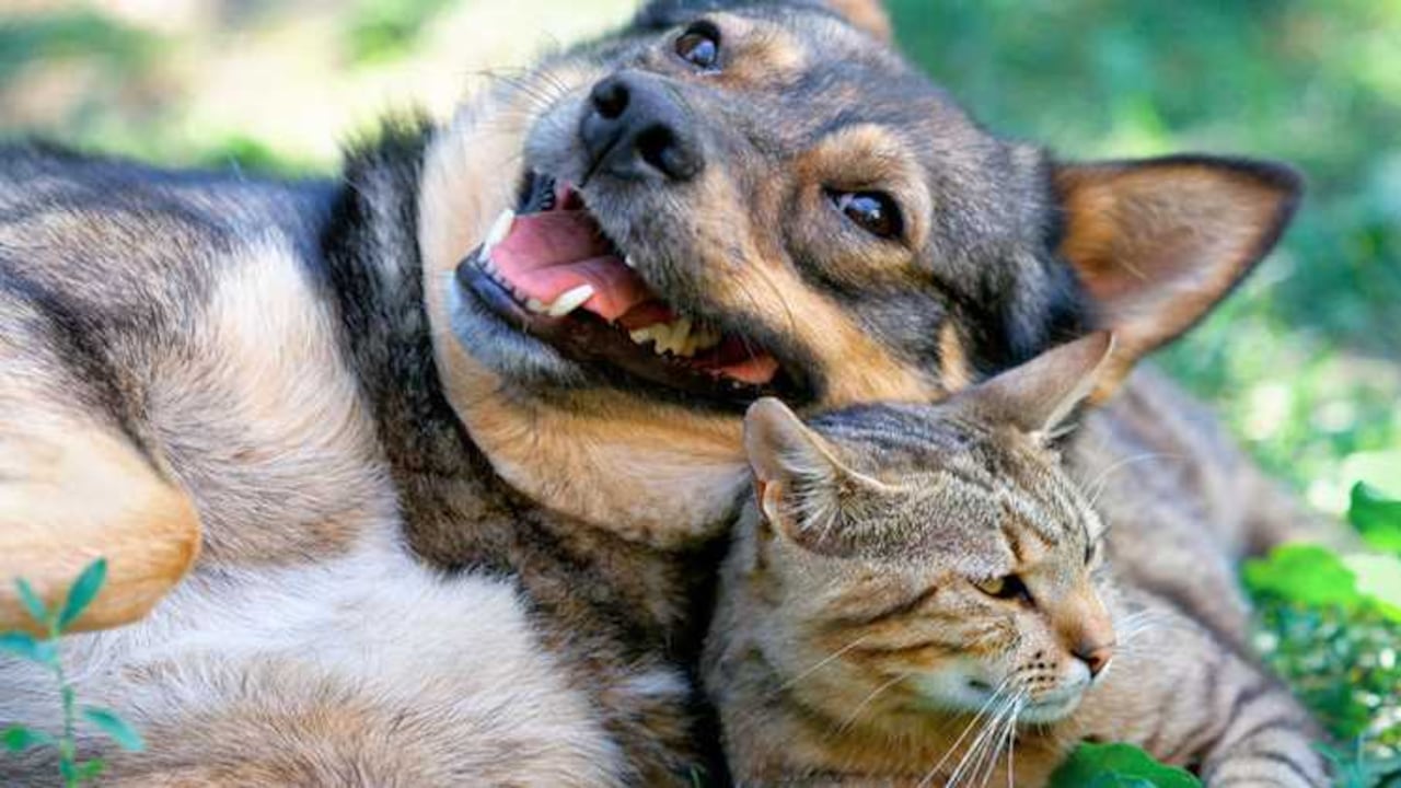 Banco de ayuda animal