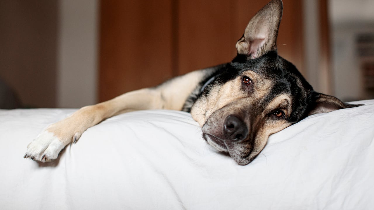 Síntomas del alzhéimer canino.