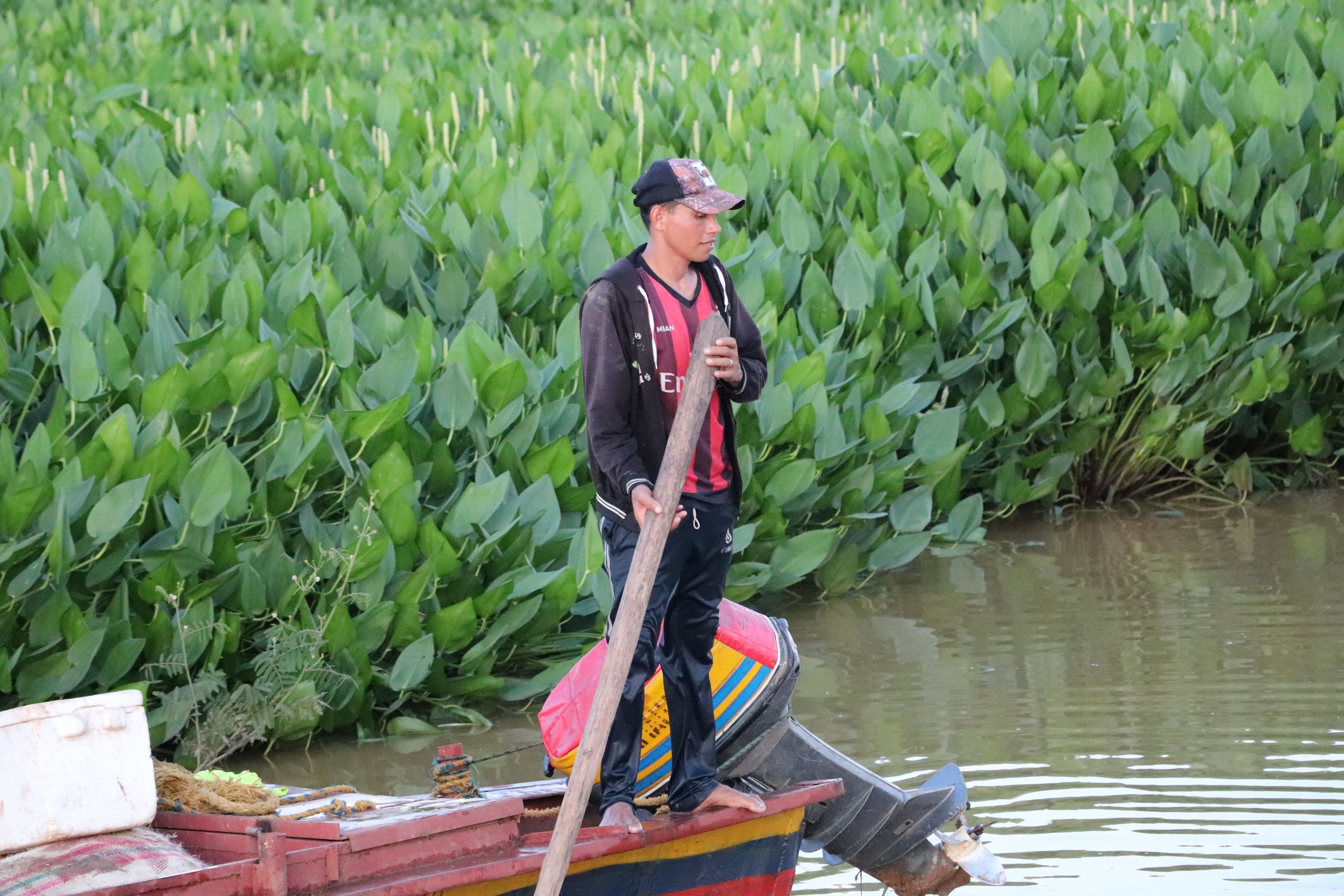 Primera cosecha de arroz en predio entregado por la SAE en San Marcos, Sucre.