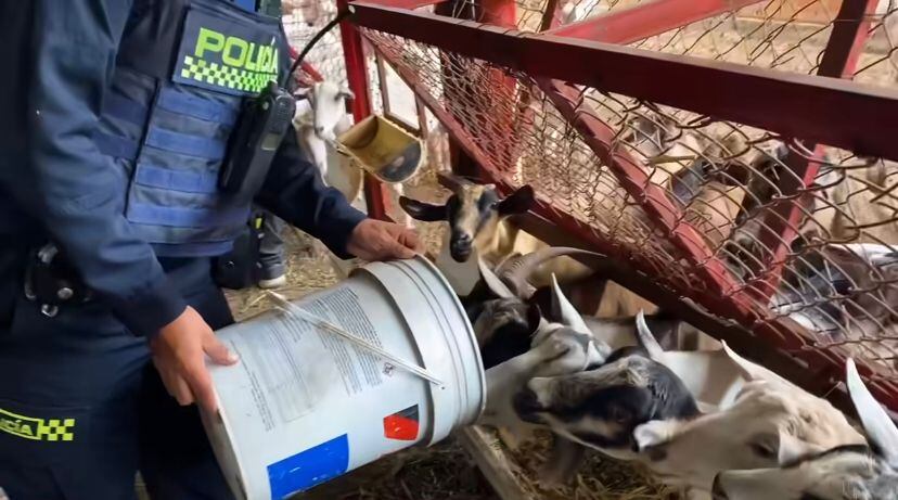 Protección Animal de Cali, en conjunto con la Policía Ambiental, rescatan animales en parque recreativo.