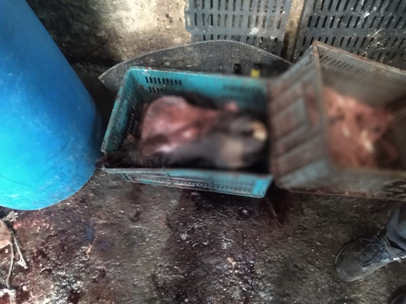 En uno de estos lugares las autoridades evidenciaron el sacrificio de un equino en condiciones no autorizadas