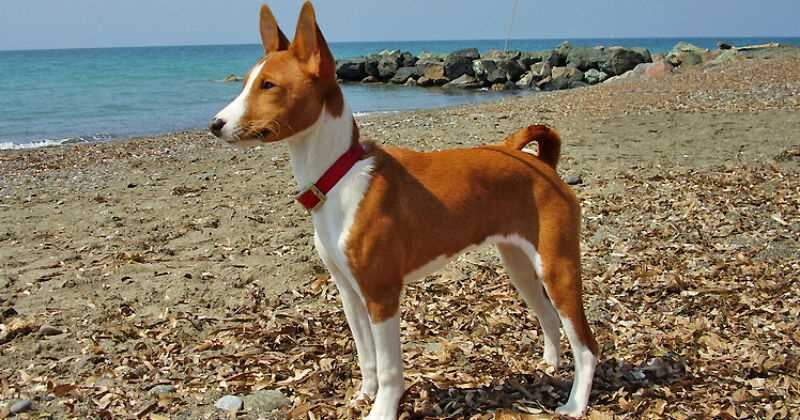 Los basenji son perros reconocidos por no poder ladrar.