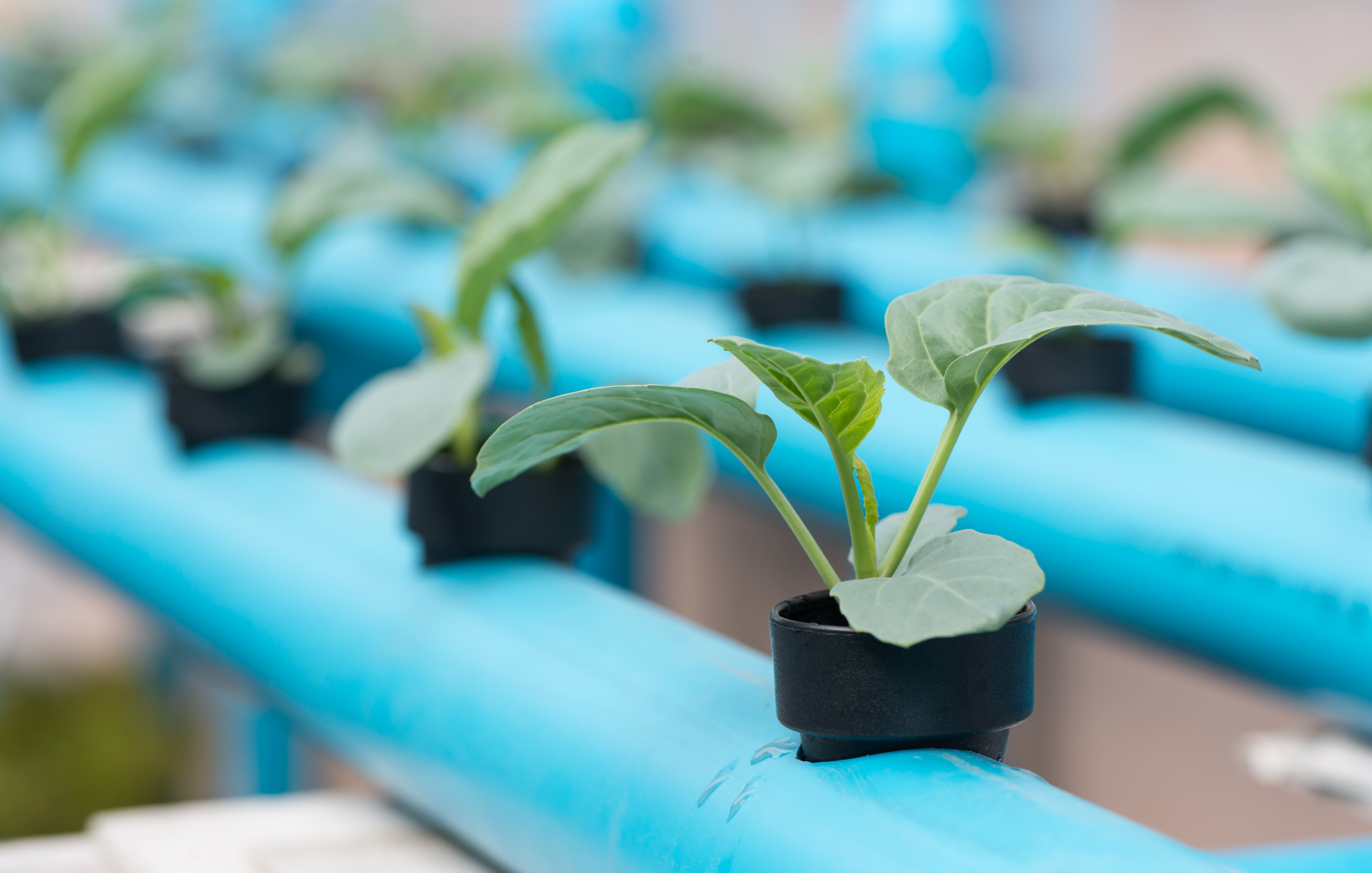 Esta planta tiene efectos hipoglucemiantes.