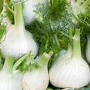 fennel on market stall, turin, italy