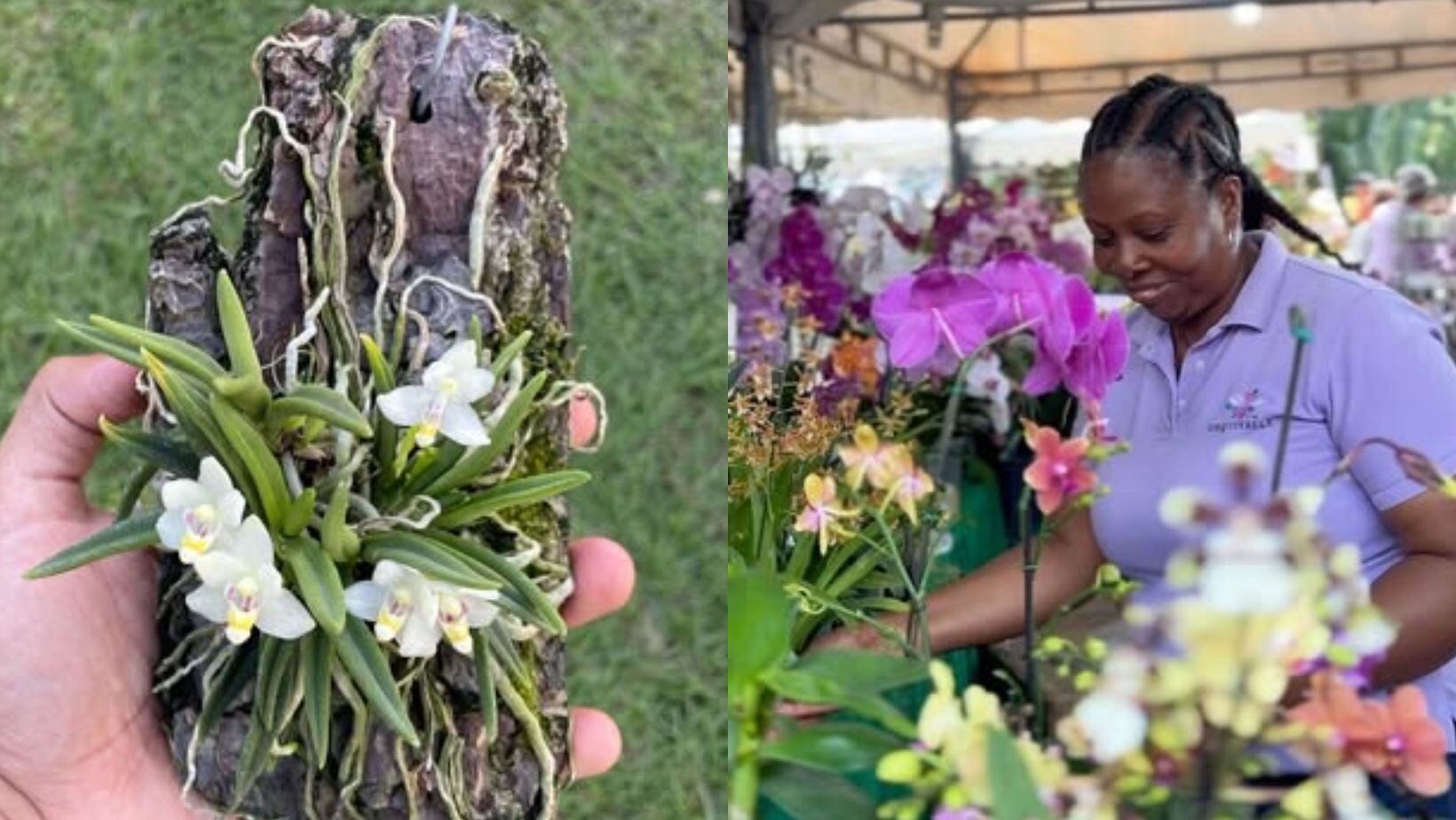 Orquideorama Enrique Pérez Arbeláez, Cali