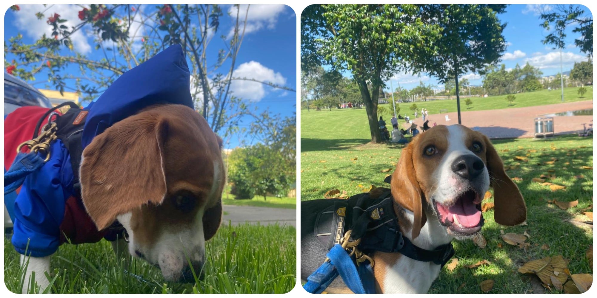 Goliatt, perro perdido en Transmilenio