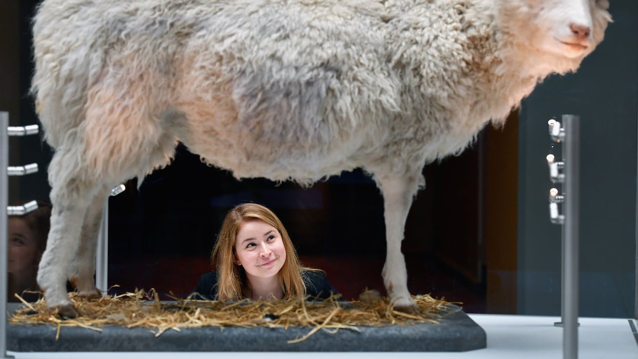Los restos disecados de la oveja Dolly están expuestos en el Real Museo de Escocia. Foto: Getty Images