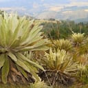 Páramo de Guática, en Tibasosa, Boyacá.