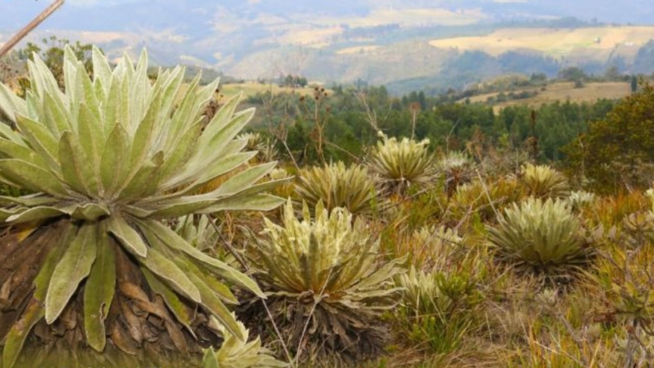 Páramo de Guática, en Tibasosa, Boyacá.