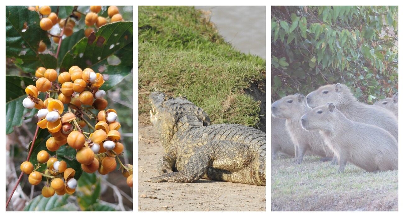 Biodiversidad del Distrito Nacional de Manejo Integrado Cinaruco