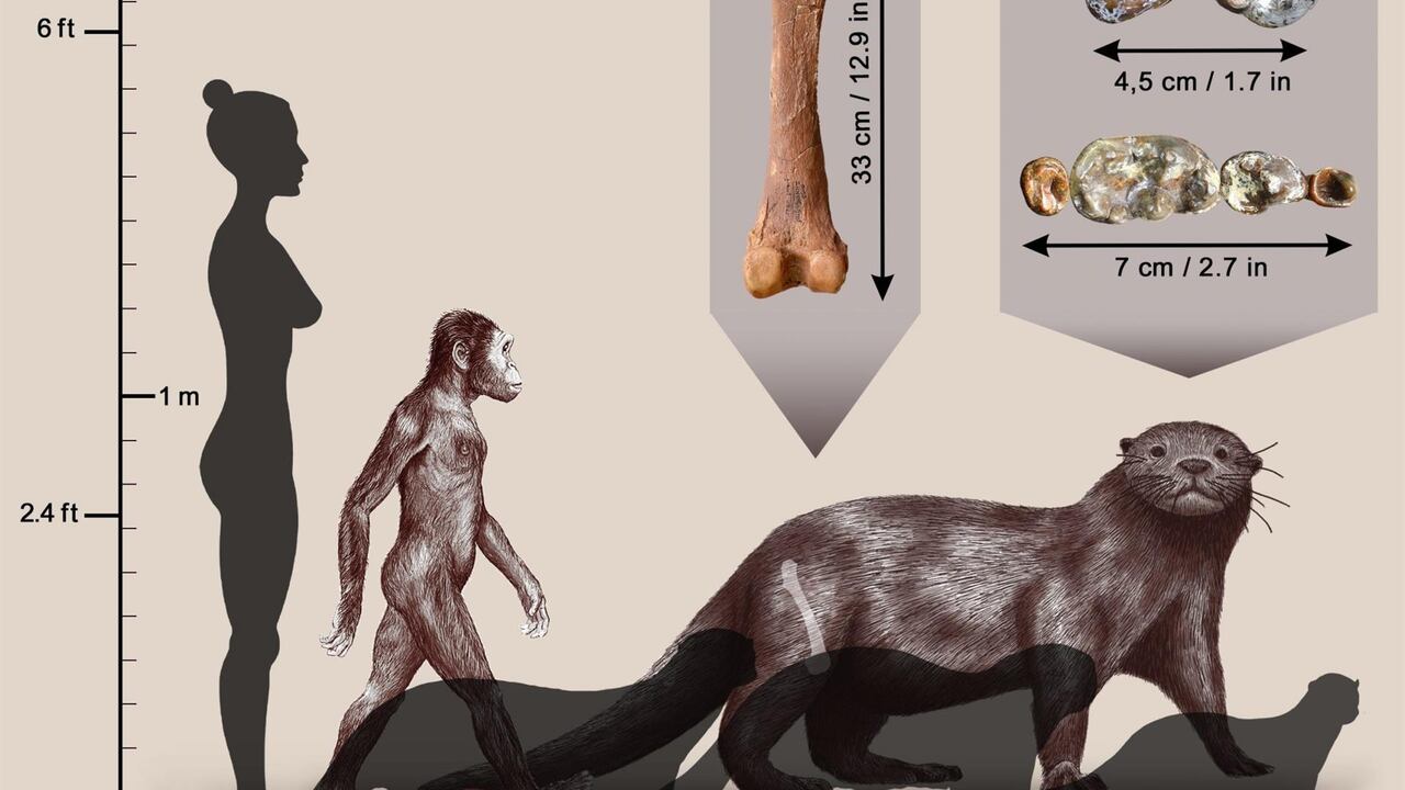 Encuentran nutria extinta más grande que un león.